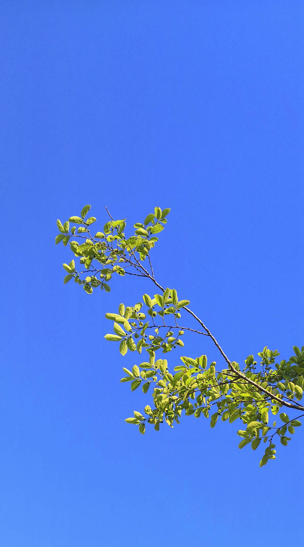 1690873775410252.jpg 1.jpg